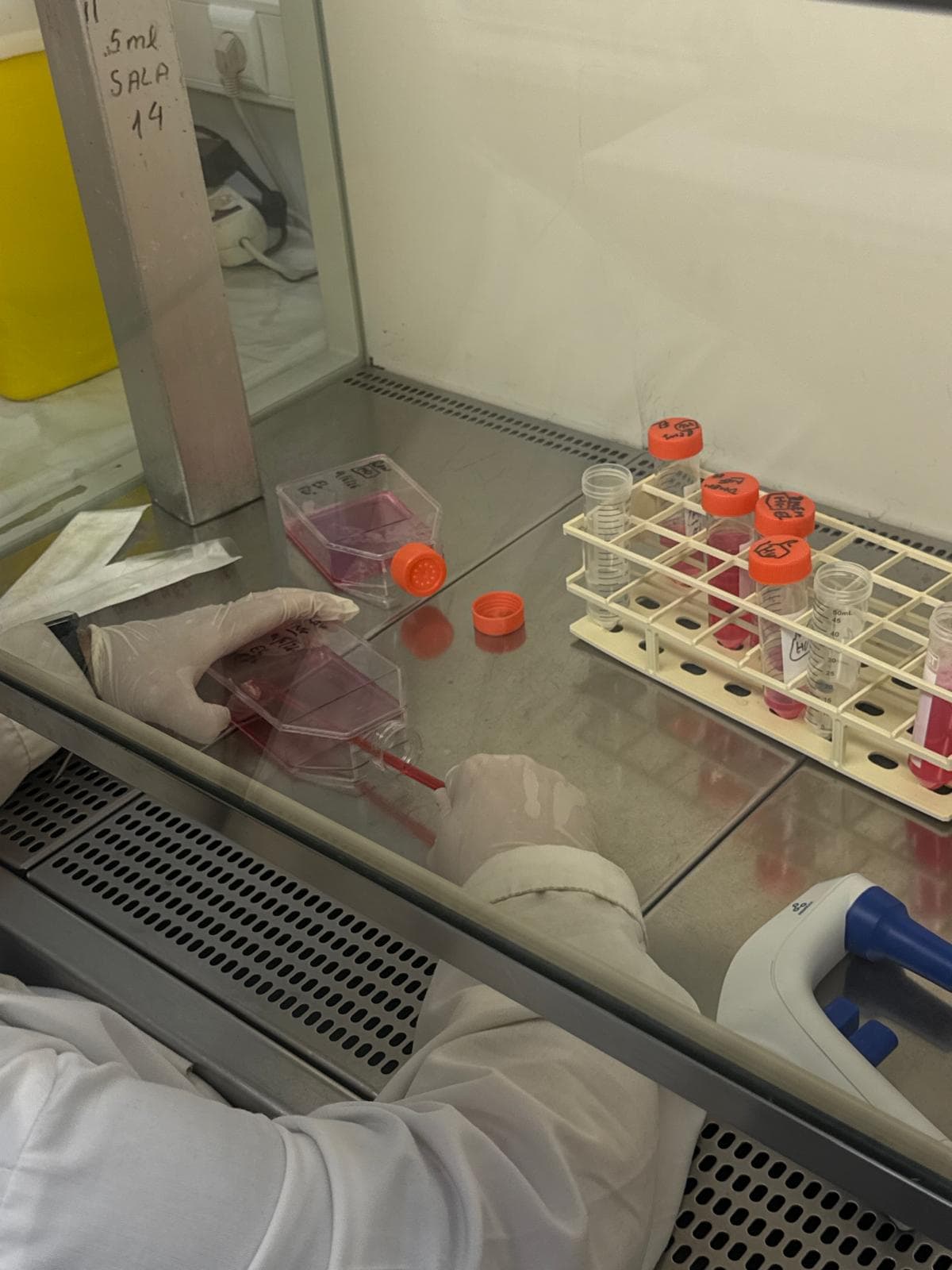 Culture flasks inside the laminar flow hood